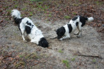 Silke is weer een mol op het spoor!